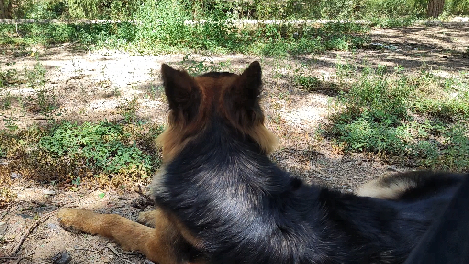 修狗,森林,和麻雀🥳