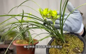 Tải video: 春兰开花啦！怎样浇水施肥？很实用！新手赶紧看看