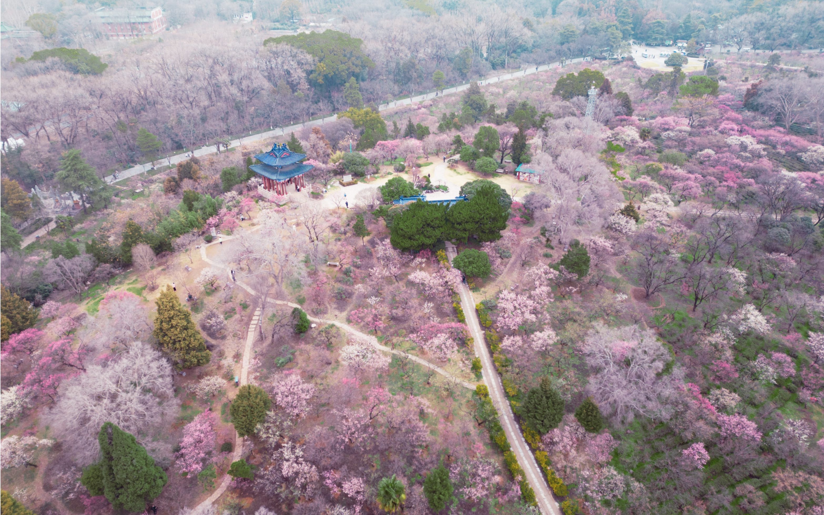 [图]盼春归｜23年2月初的南京梅花山