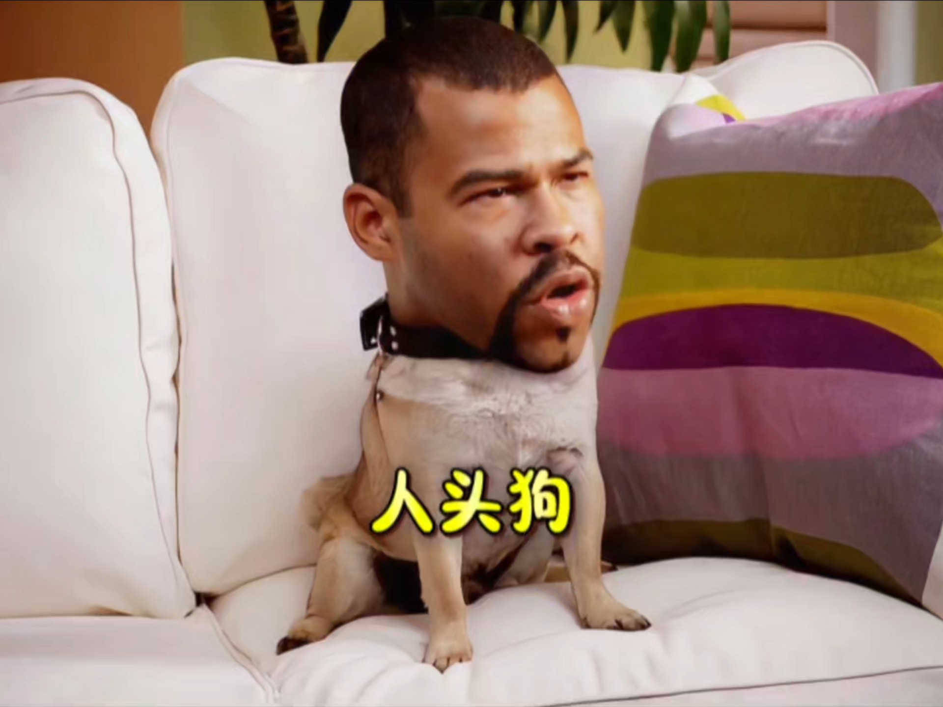 狗狗脾气不太好,人头狗太搞笑了!