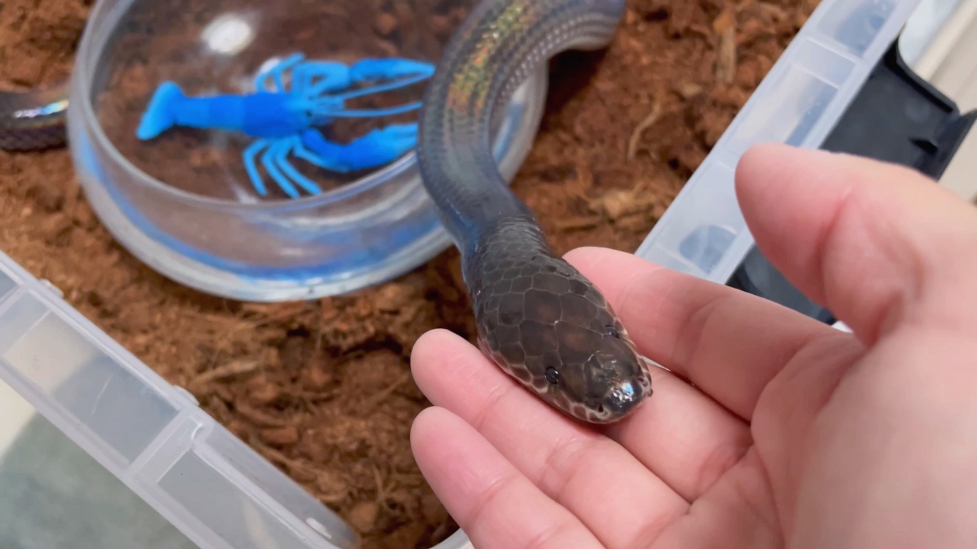 闪鳞蛇只是想凑过来看看你_哔哩哔哩_bilibili