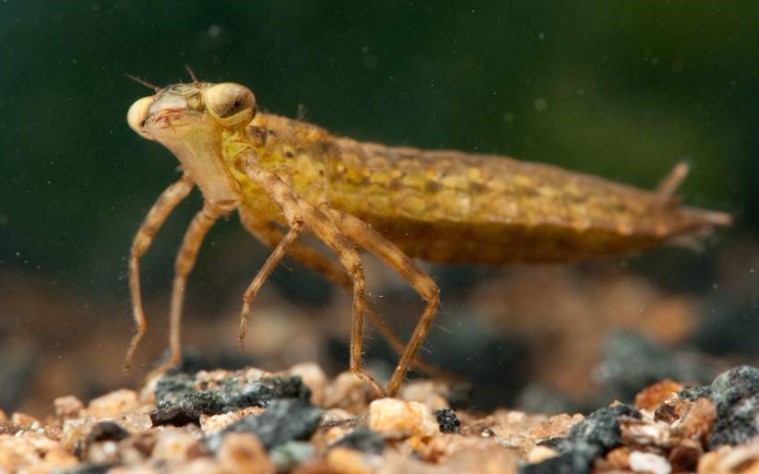 精彩片段蜻蜓幼虫捕食豆娘夫妇大难临头各自飞