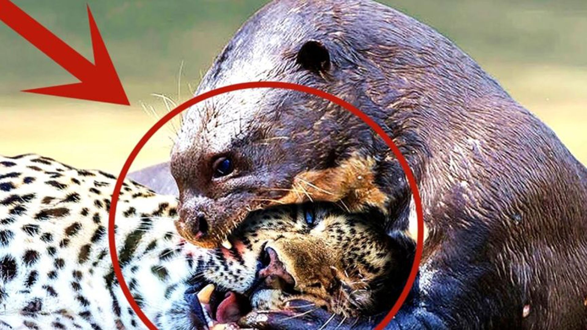 美洲豹的天敌是水獭?美洲豹vs水獭,谁能更胜一筹!