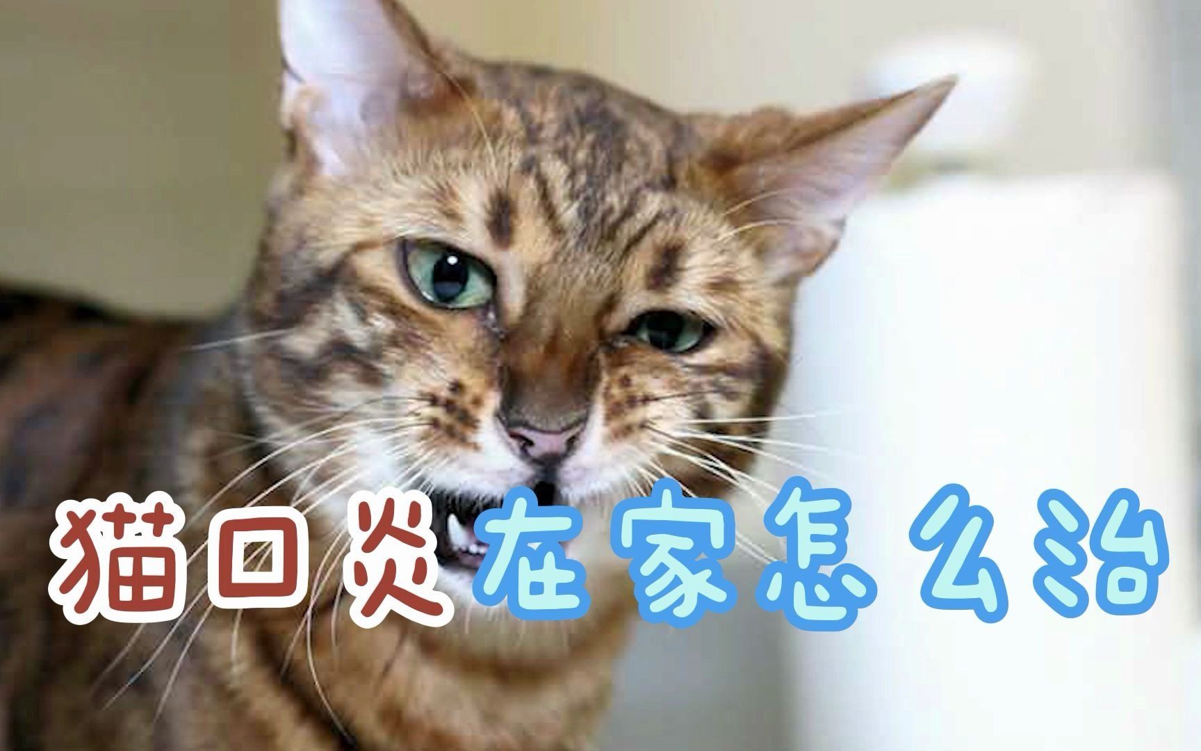 猫口炎在家怎么治哔哩哔哩bilibili