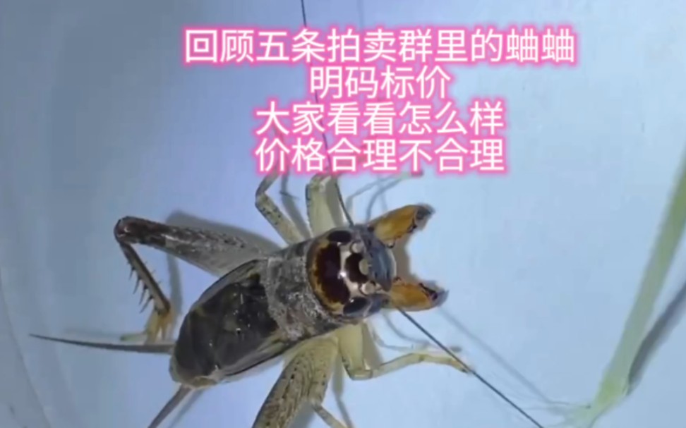 五条拍卖群里的蛐蛐,明码标价,大家看看怎么样,价格合理不合理