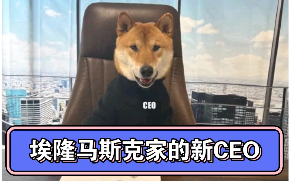 埃隆马斯克家的狗狗ceo,走马上任了.