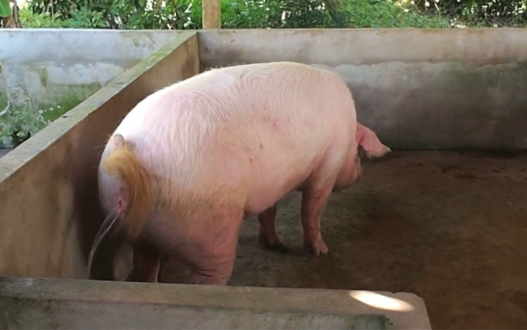 你吃过猪肉,但你见过猪撒尿吗?足足尿了一分钟!