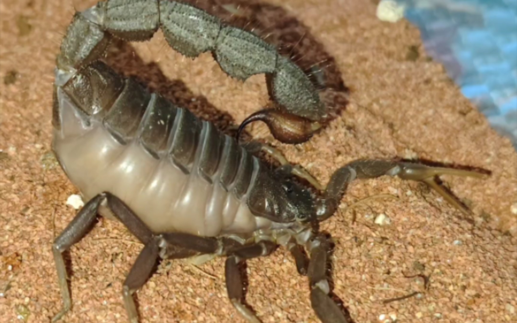 黑粗尾蝎 蜕皮过程 末尾有图