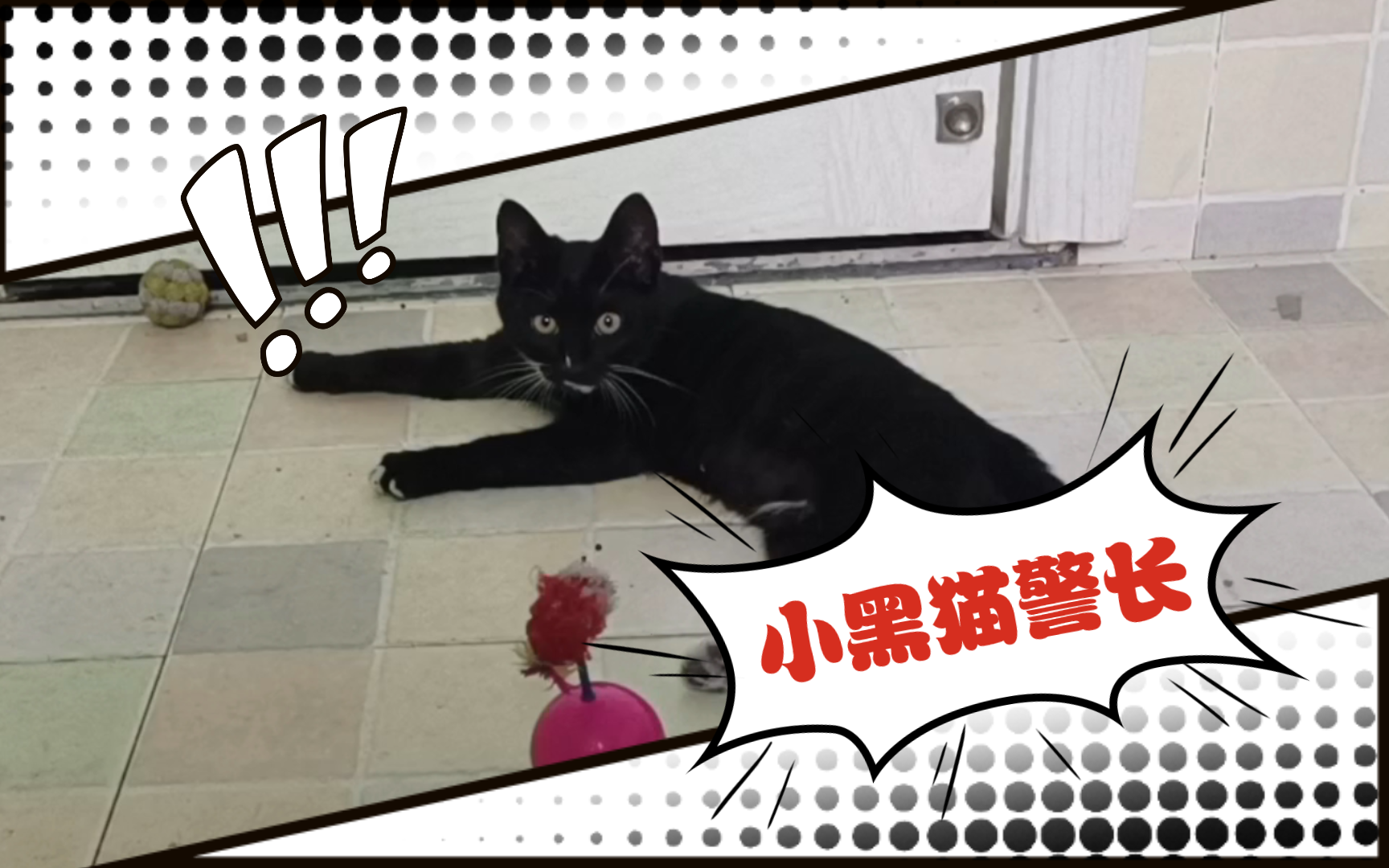 【小黑猫警长日记89】四个月大了,越长越大了!身体也变长了!哔哩哔哩bilibili