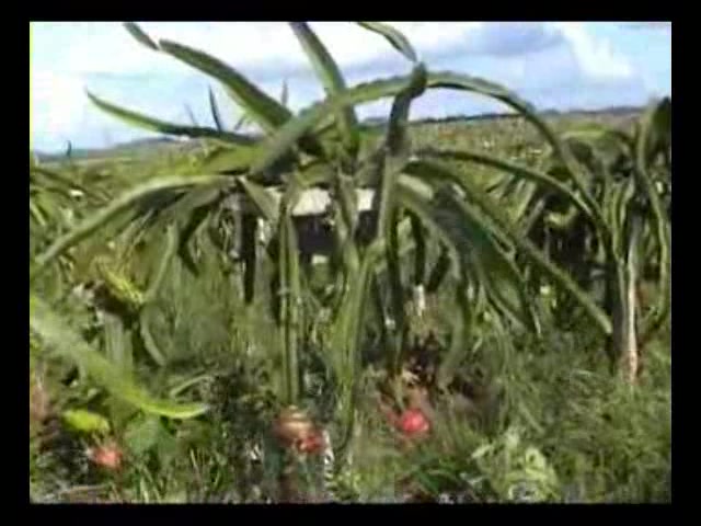 火龙果种植技术及种植技术要点 增产增收是关键哔哩哔哩bilibili