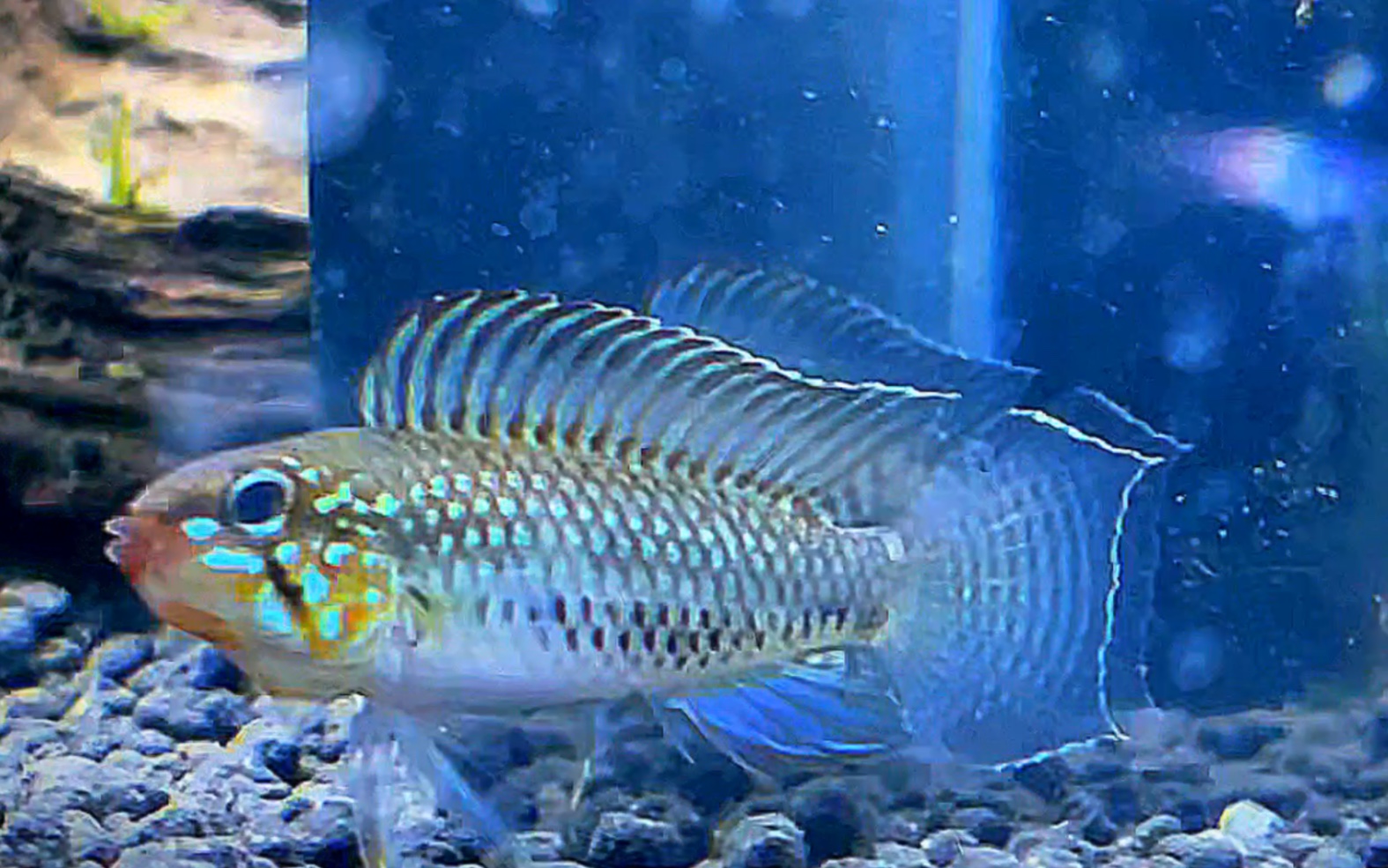 南美短鲷-伊丽莎白初长成!