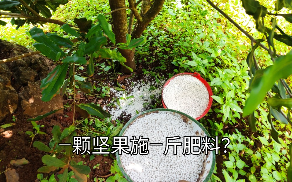 澳洲坚果几月份施肥施什么肥料好今天就来教教大家