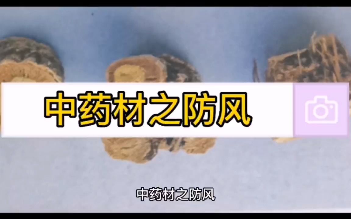 中药材之防风哔哩哔哩bilibili