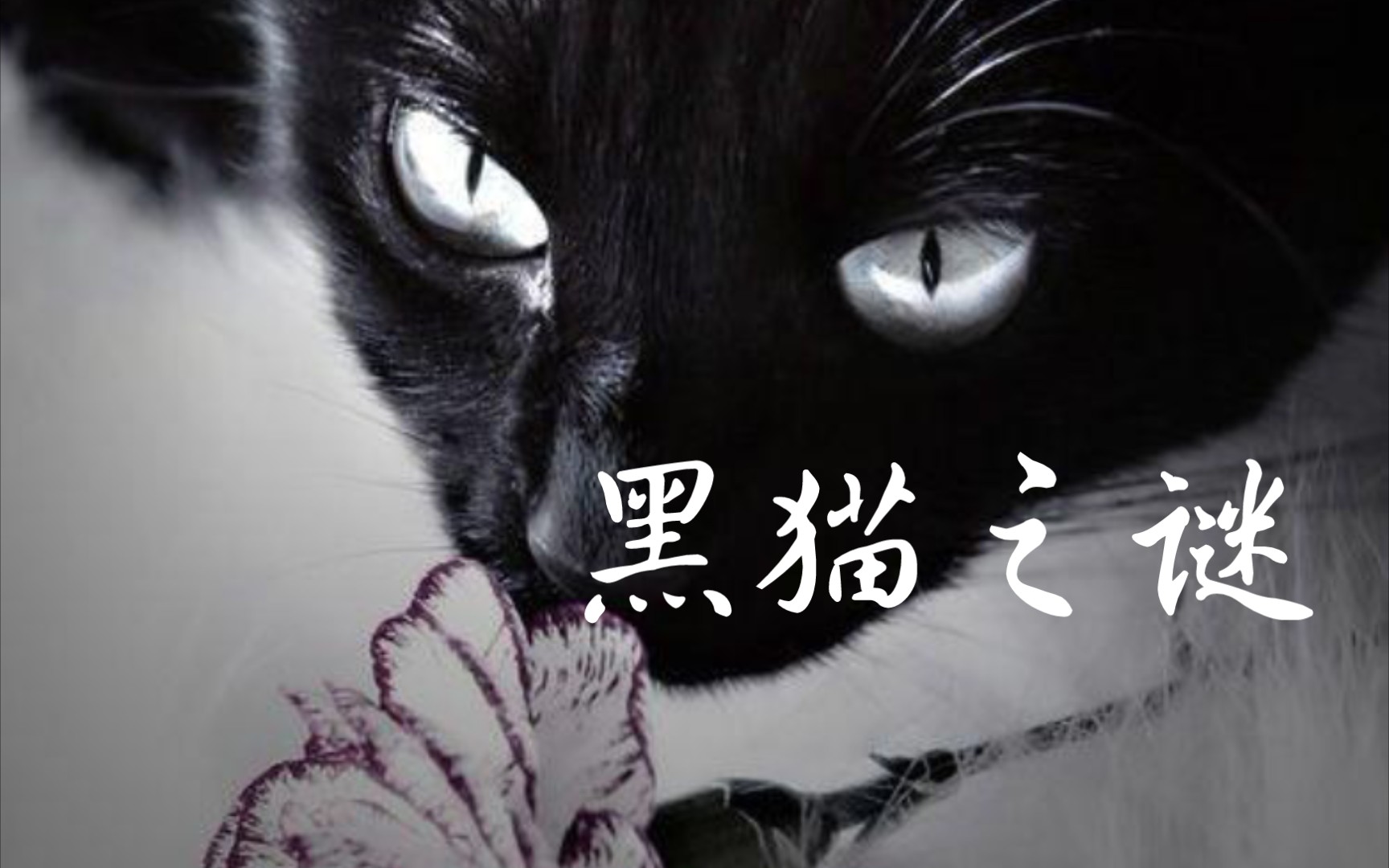 爱伦坡黑猫简介图片