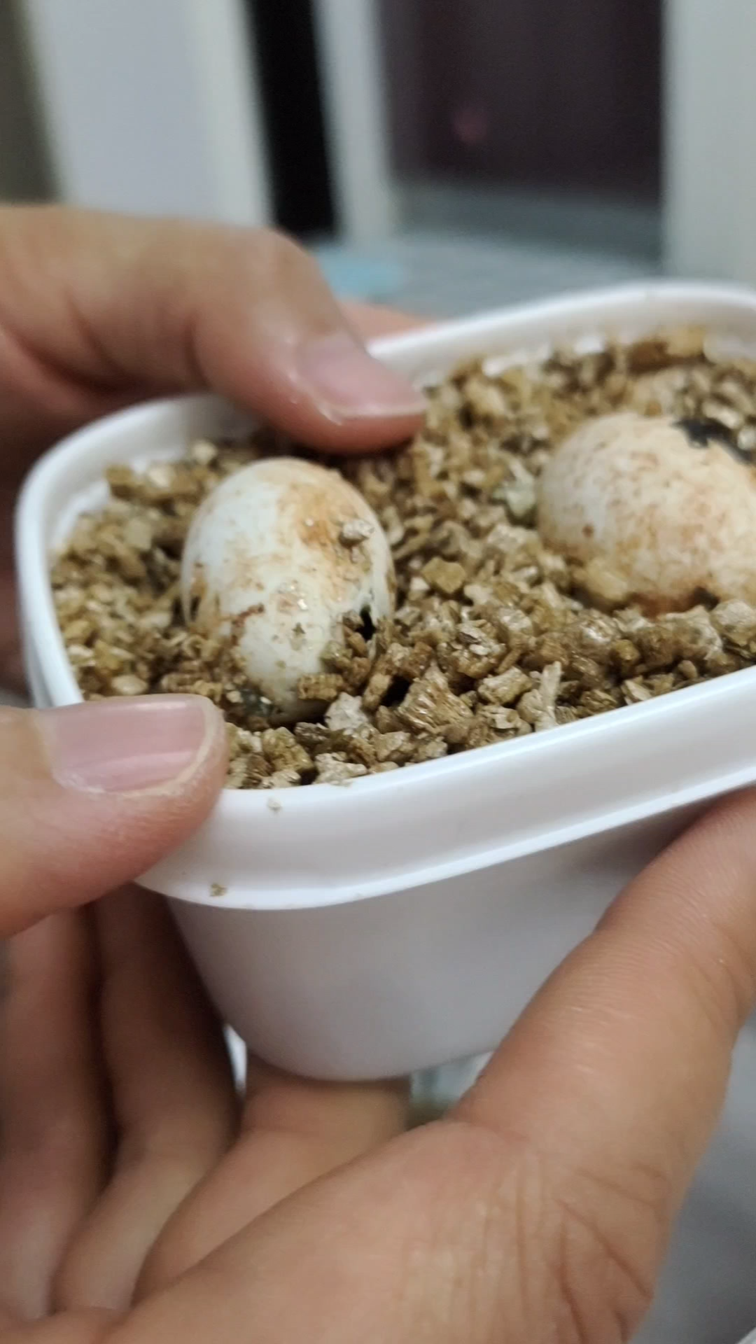 开箱验货花龟蛋_哔哩哔哩 (゜-゜)つロ 干杯~-bilibili