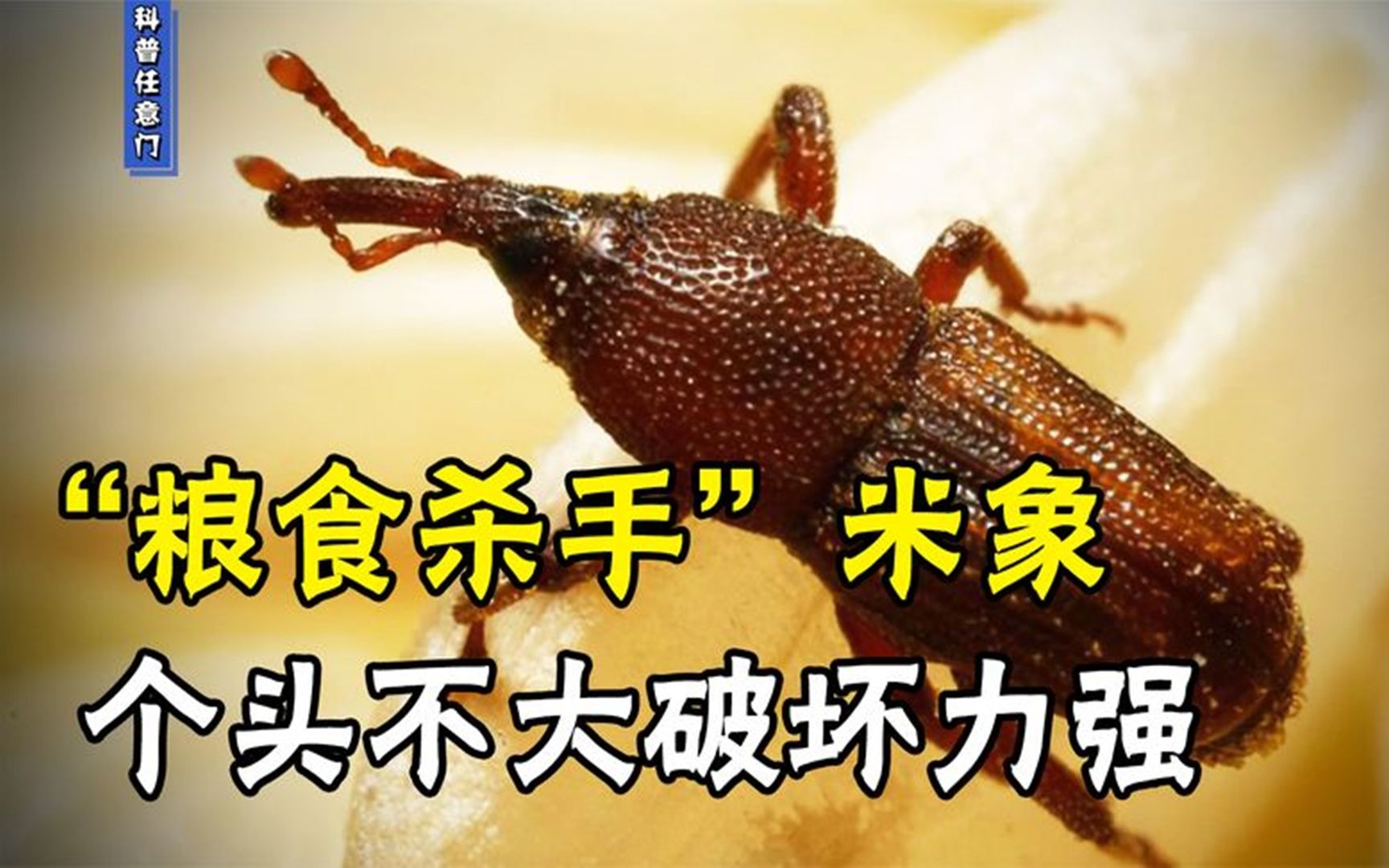 大米杀手米象明明是虫却被说成象个头不大攻击力强