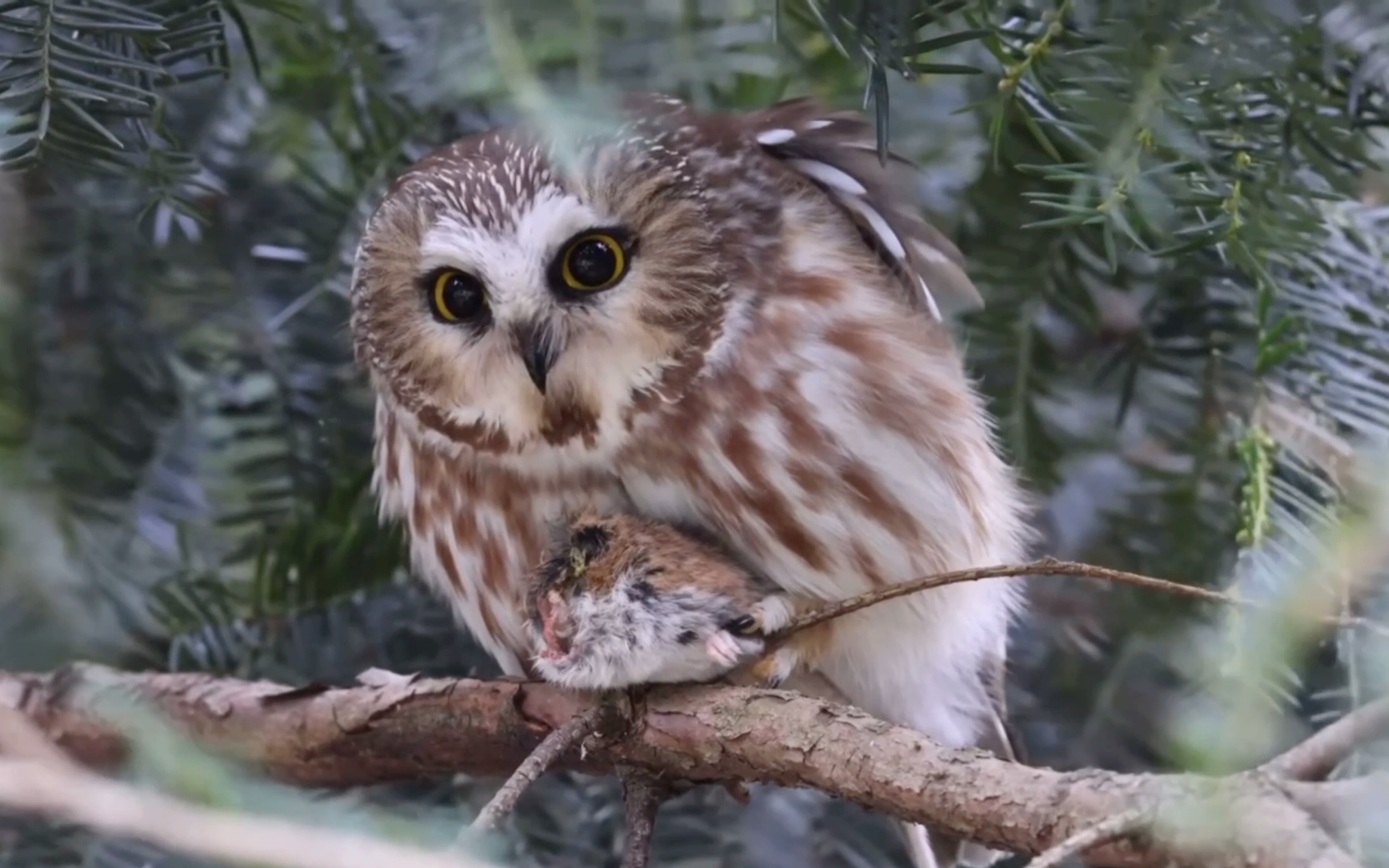 【棕榈鬼鸮】鸮鸮的鼠肉吃播,超可爱的大眼萌_哔哩哔哩_bilibili