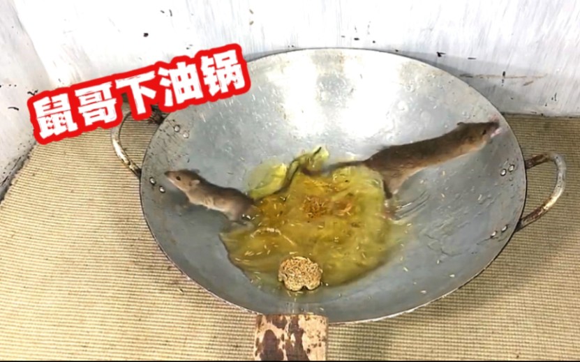 [图]好玩，最不省油的捕鼠神器，让老鼠变成油炸鼠肉，听说味道不错！