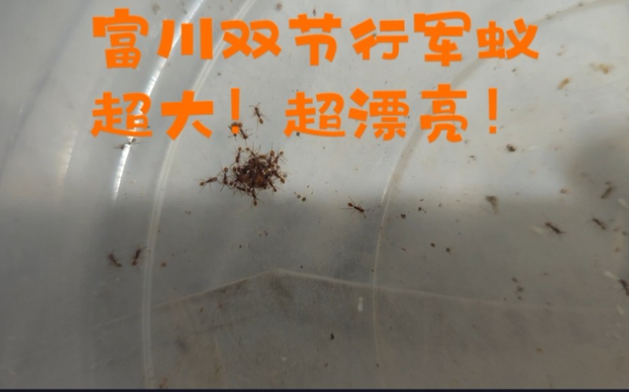 富川双节行军蚁,近距离蚁后视频,带你看国产行军蚁,肥后超级爆产!