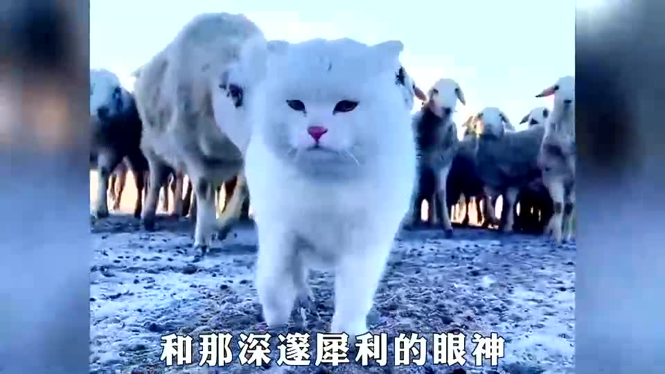 这个霸气的猫咪,凭借自己的独特的气质,统领着整个羊群!哔哩哔哩bilibili