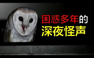 Download Video: 各种在深夜的不明叫声，终于看到这些生物了！