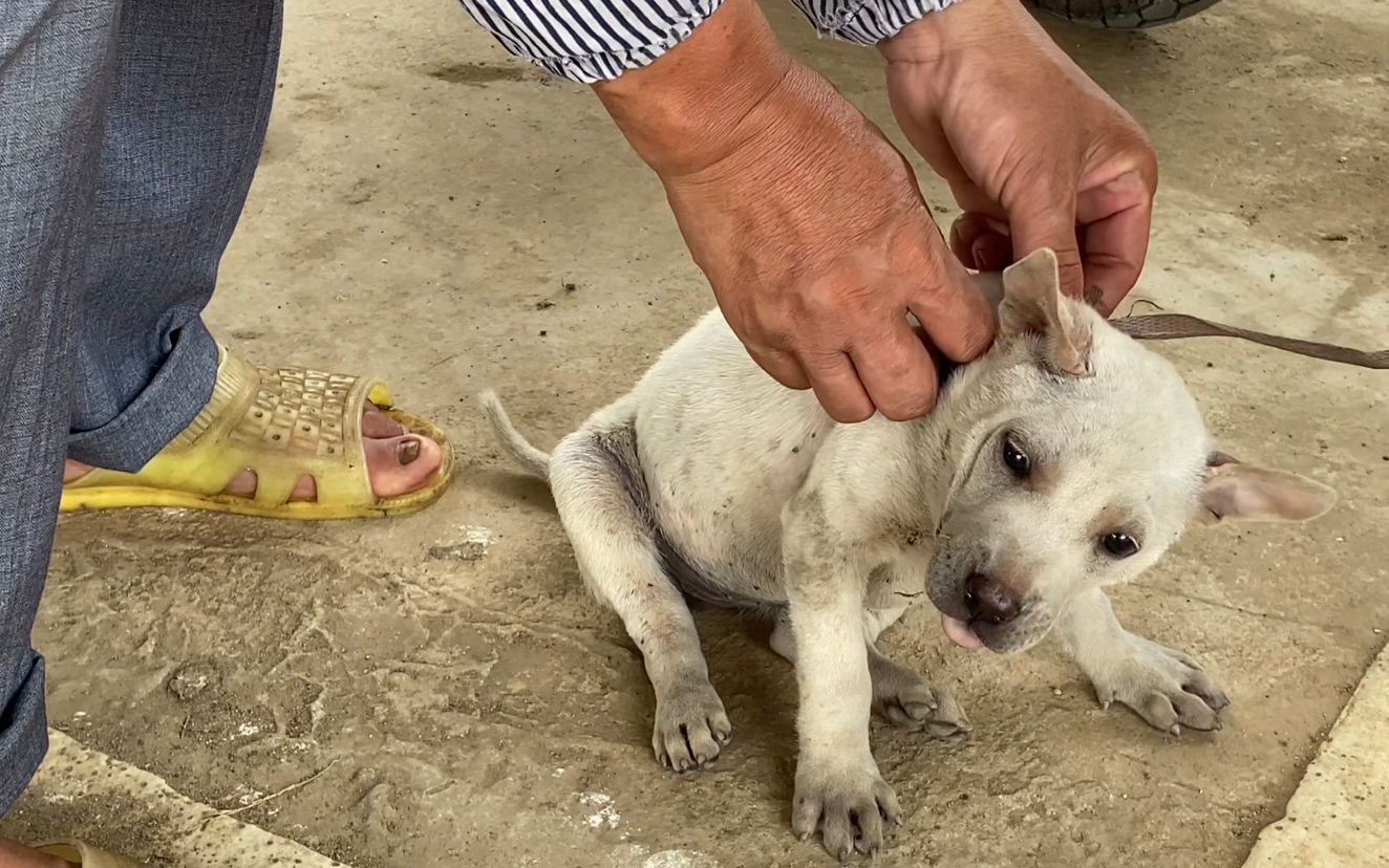 小白狗全身爬满小虫子,可狗主却不懂治疗,可怜的小狗谁能救救它