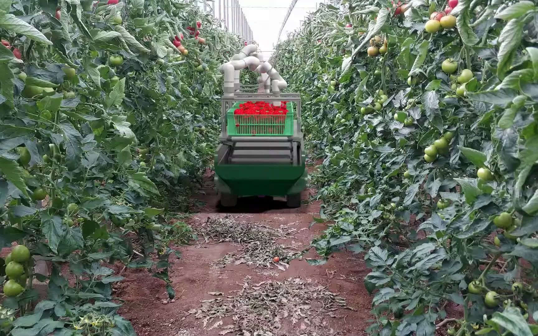 现代农业智能温室西红柿收割机,绝对让你大开眼界