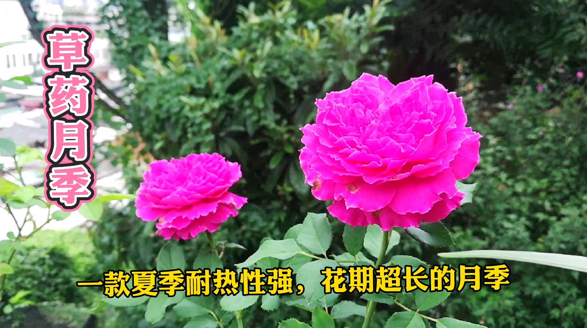 月季品种介绍:草药月季哔哩哔哩bilibili