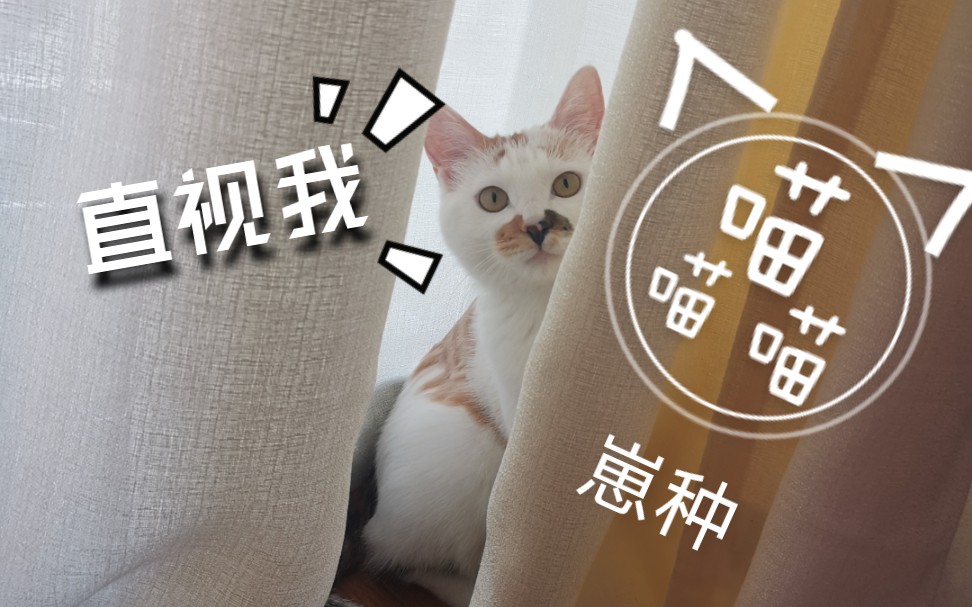 【躲猫猫】 直视我  崽种!