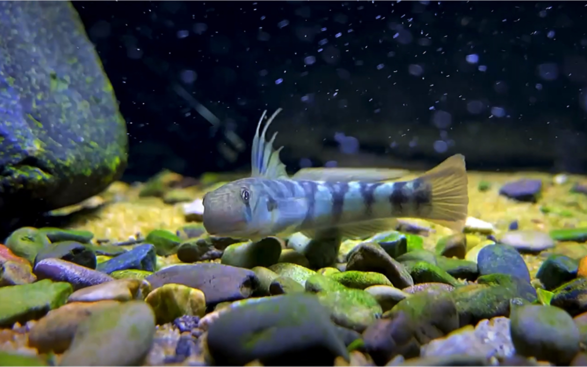 虾虎-赛鲁伊天使