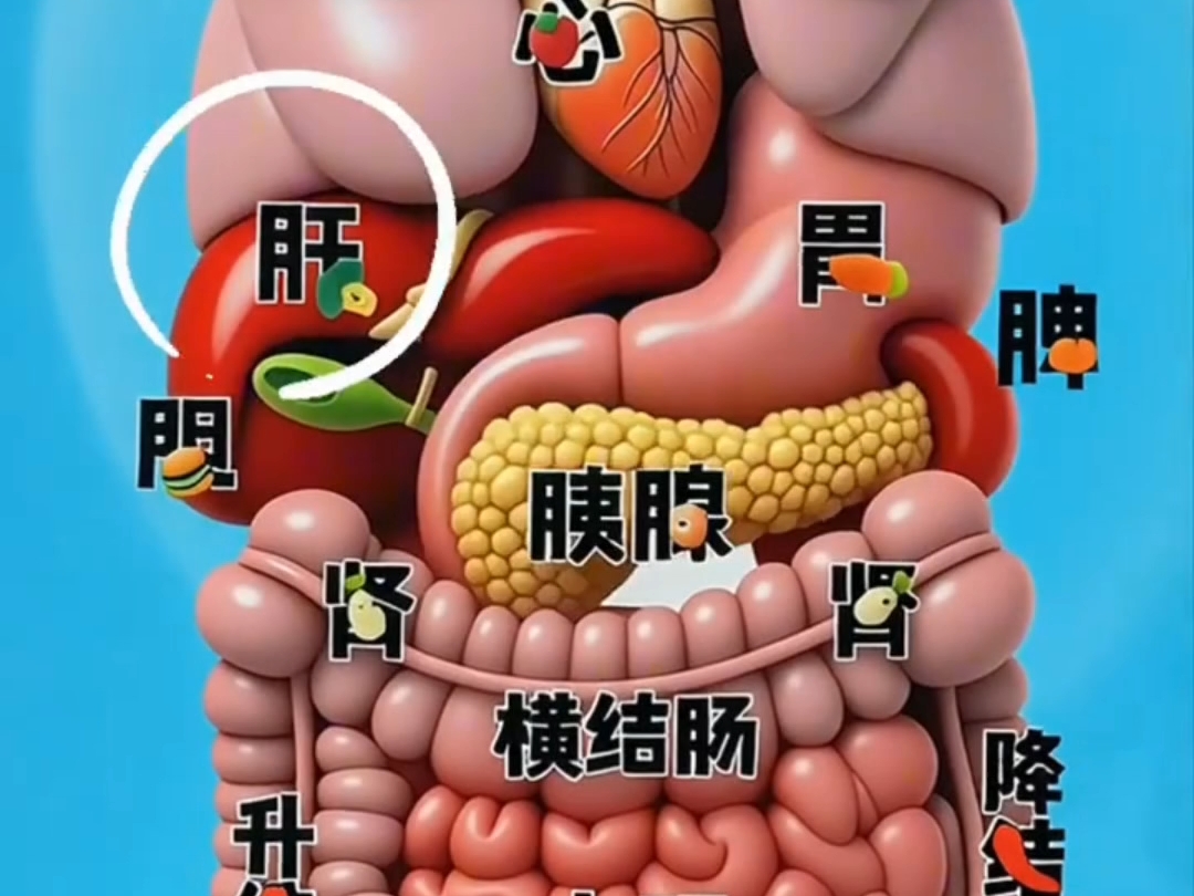 五脏六腑到底是啥