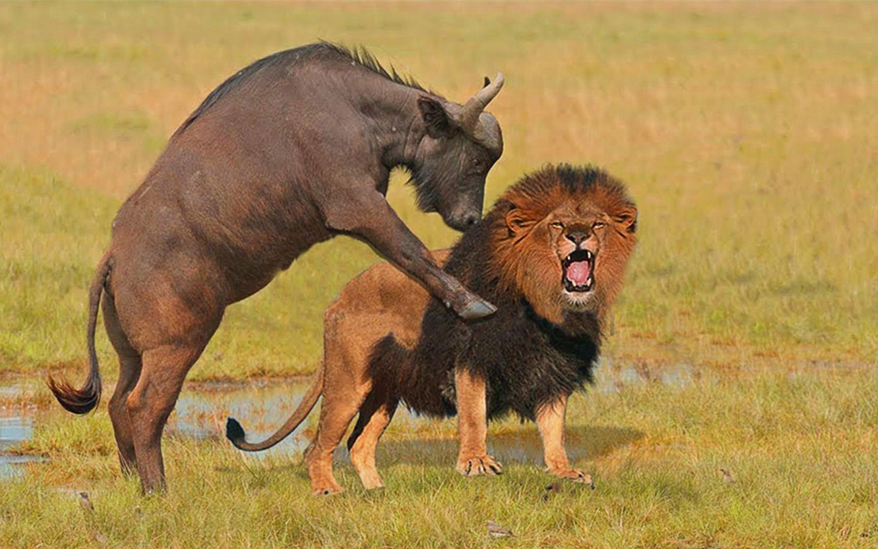 狮子捕猎孤单水牛,凭一己之力将其击溃,人类在旁边眼见怎么不救?