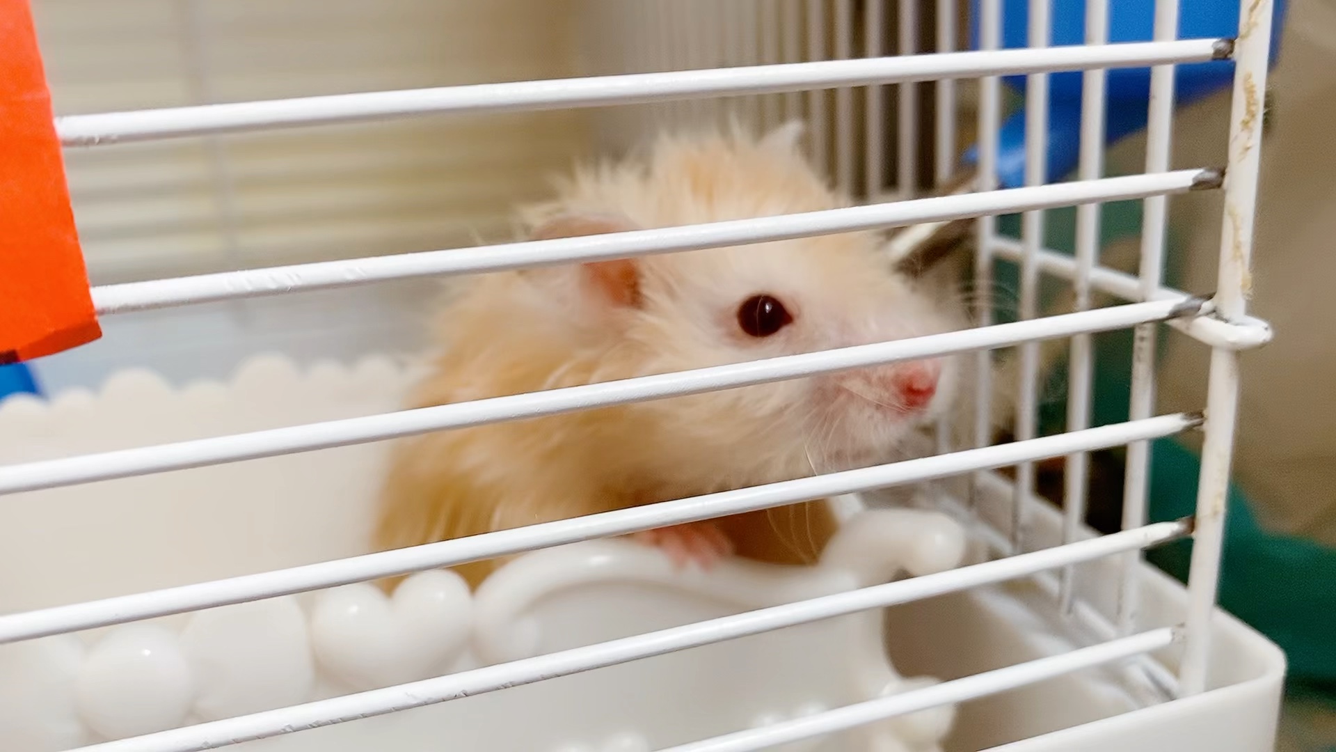 金丝熊/呆萌可爱的小伙子长大了不少呢