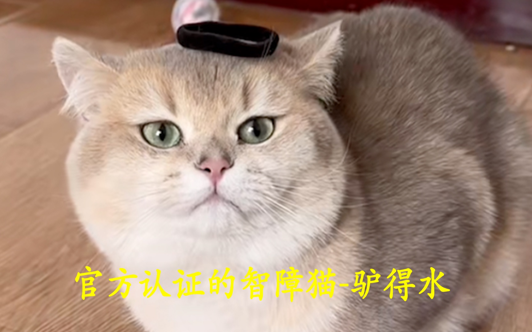 宠物解说:被官方认证的智障猫驴得水哔哩哔哩bilibili