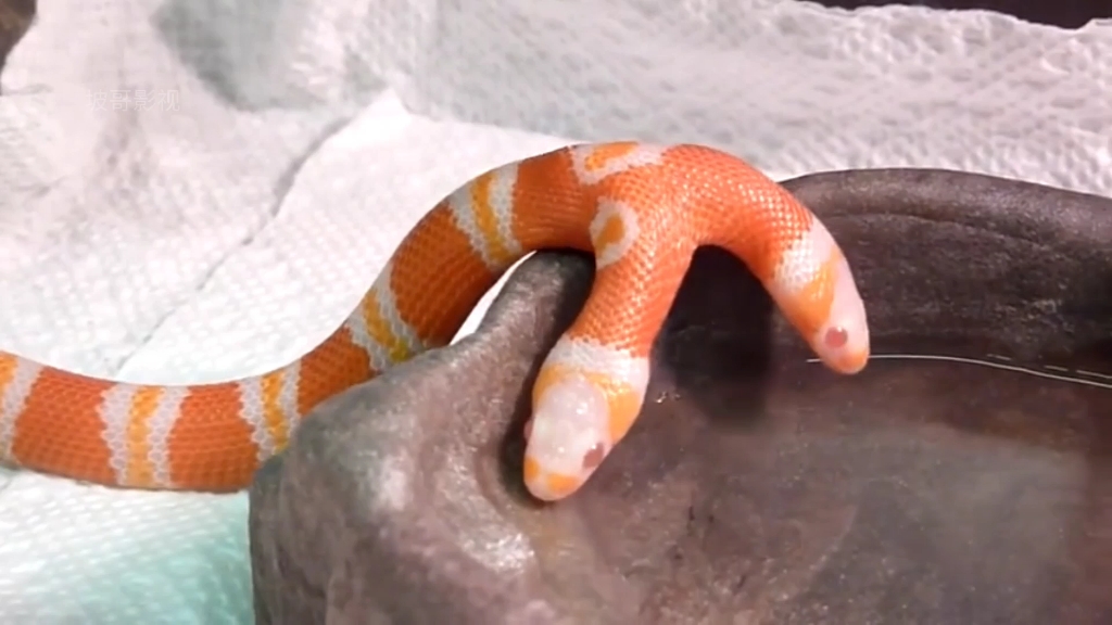 这双头小奶蛇的身体控制权,在哪个头上?