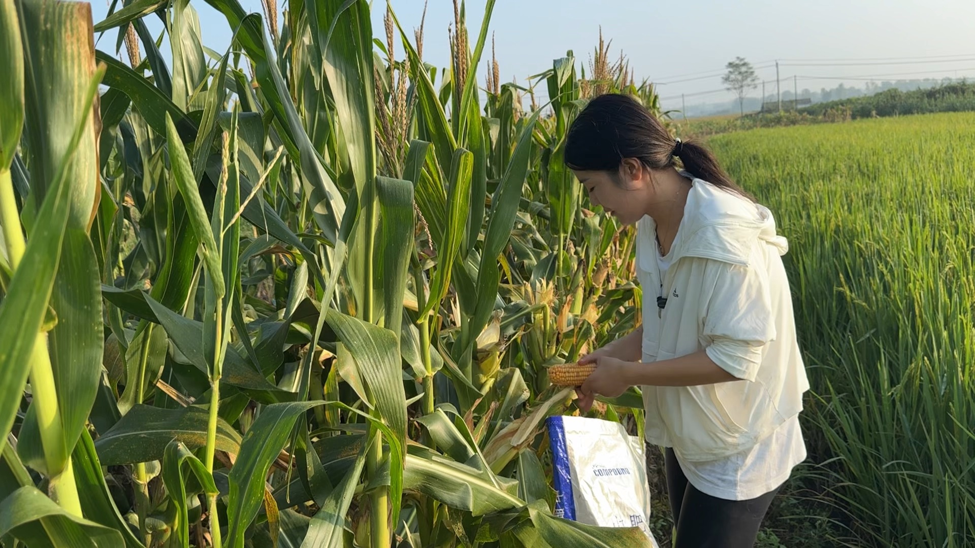 小赵家开始收玉米了,一亩二分地收了多少玉米?看完大家觉得多吗