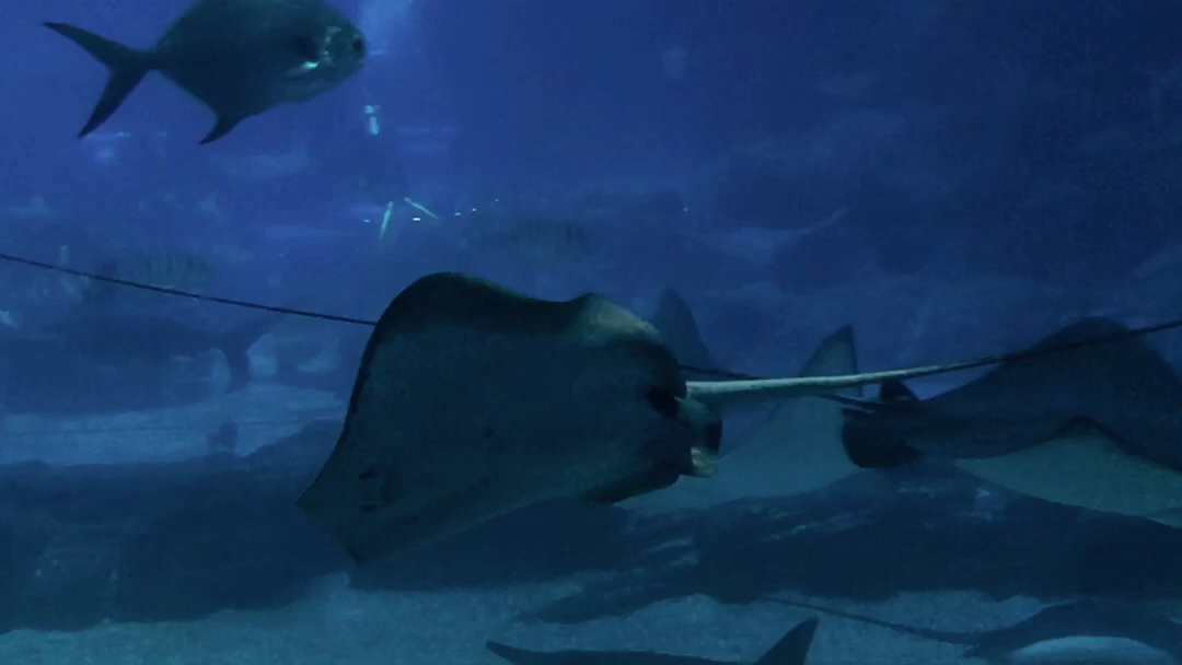 敲可爱的微笑魔鬼鱼