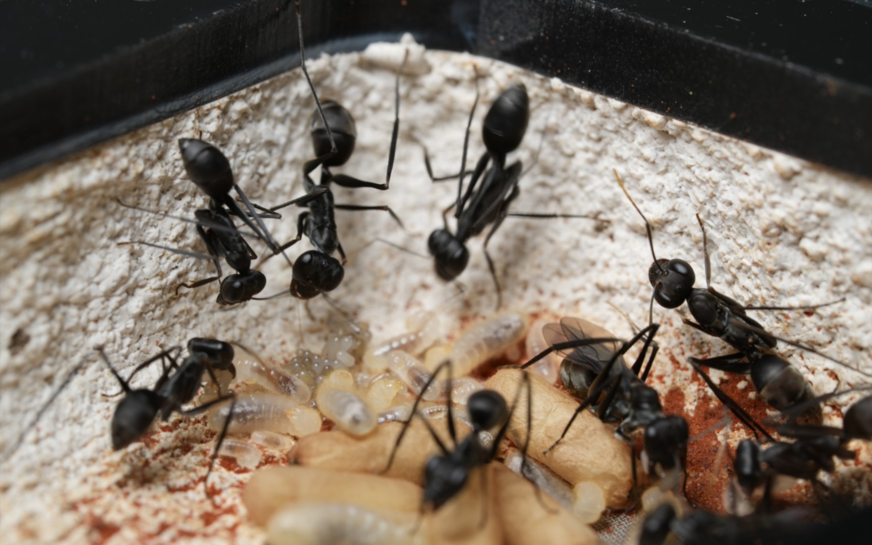 【破坏巨眼蚁】真是卵幼铺地呢(17ò 66 ó17)