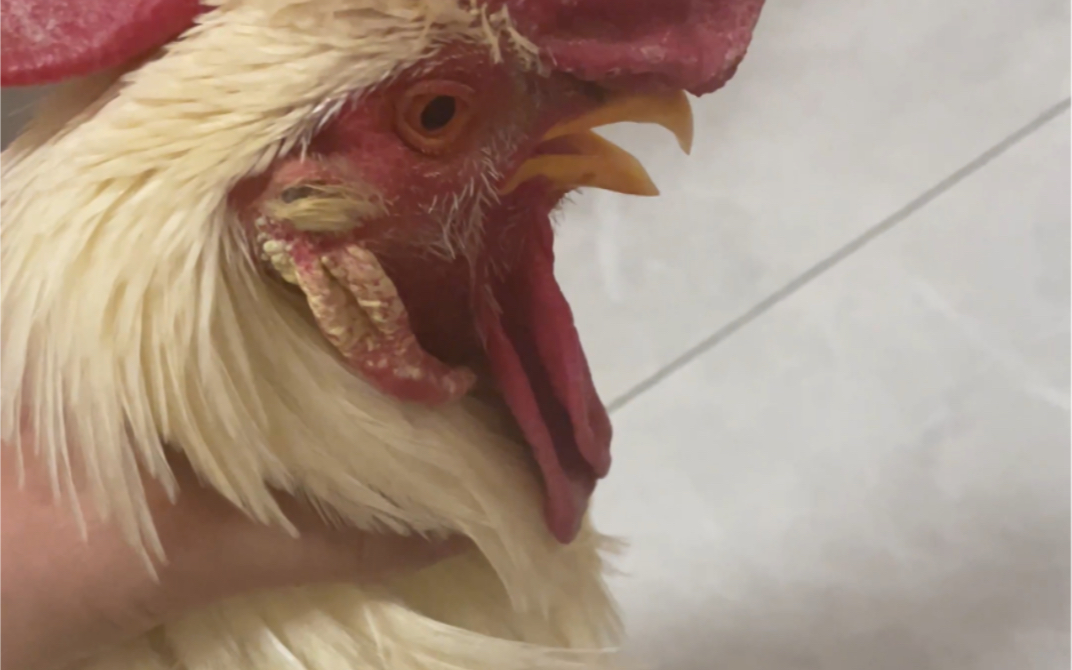 晚上打鸣太吵,用手掐住鸡脖_哔哩哔哩_bilibili