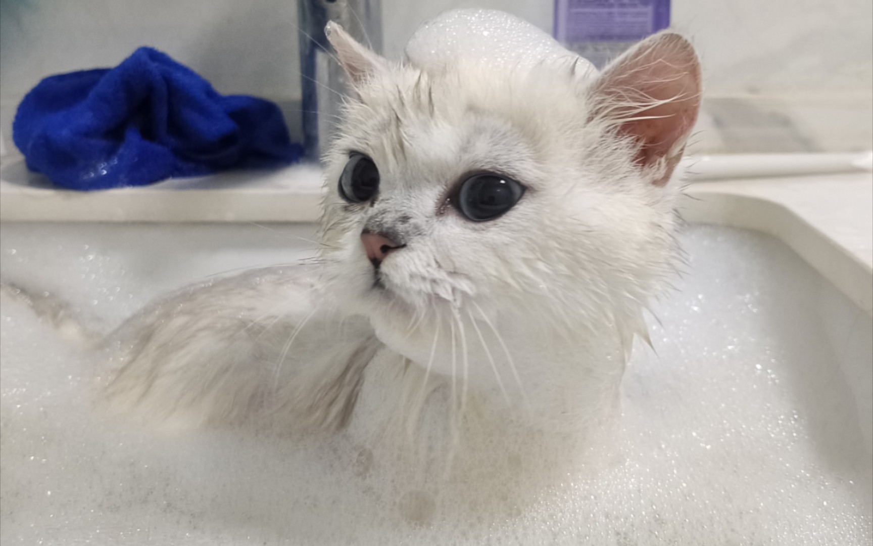 小猫咪爱洗澡