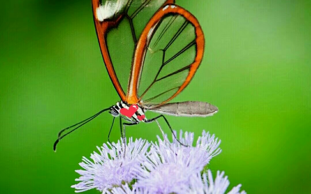 [图]【蝴蝶儿】welcome to my butterflies world