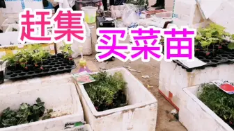 Télécharger la video: 茄子辣椒西红柿 丝瓜黄瓜苗，这样种，成活率高，这样管理，高产