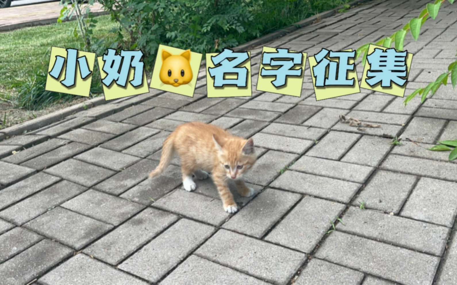 小奶猫起个什么名字呢哔哩哔哩bilibili