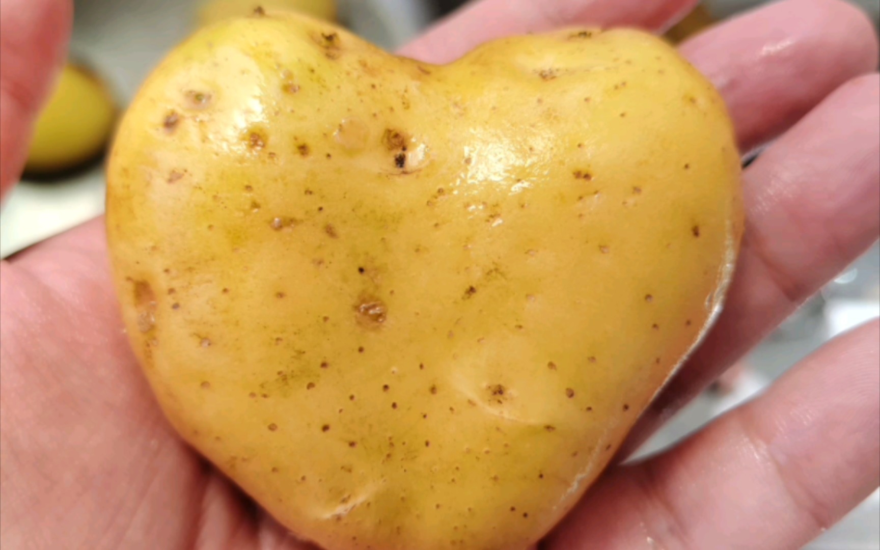 心形土豆!