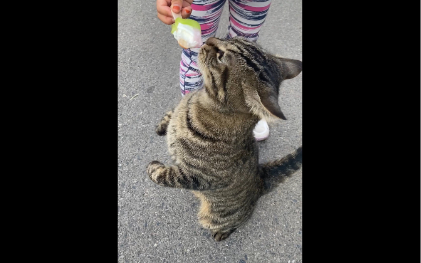 [图]路遇超级粘人的大猫！