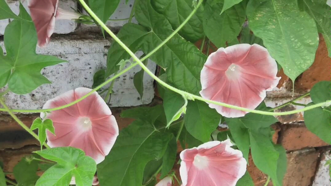 我种的牵牛花(夕颜)的集锦