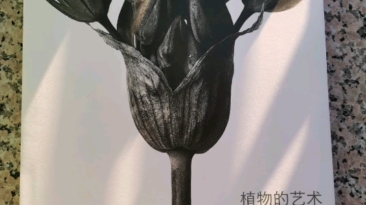 审美品味积累丨德国摄影师卡尔ⷮŠ布洛斯费尔特(Karl Blossfeldt)哔哩哔哩bilibili