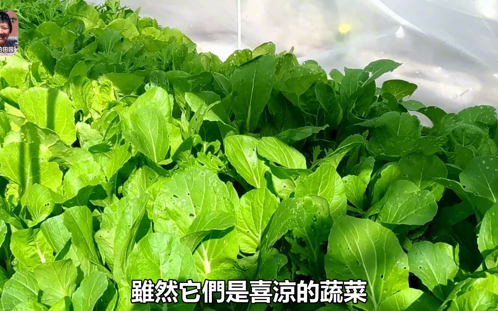 6月种什么,30多个品种,叶菜类,茄果,瓜类,根茎,豆类,香料哔哩哔哩bilibili