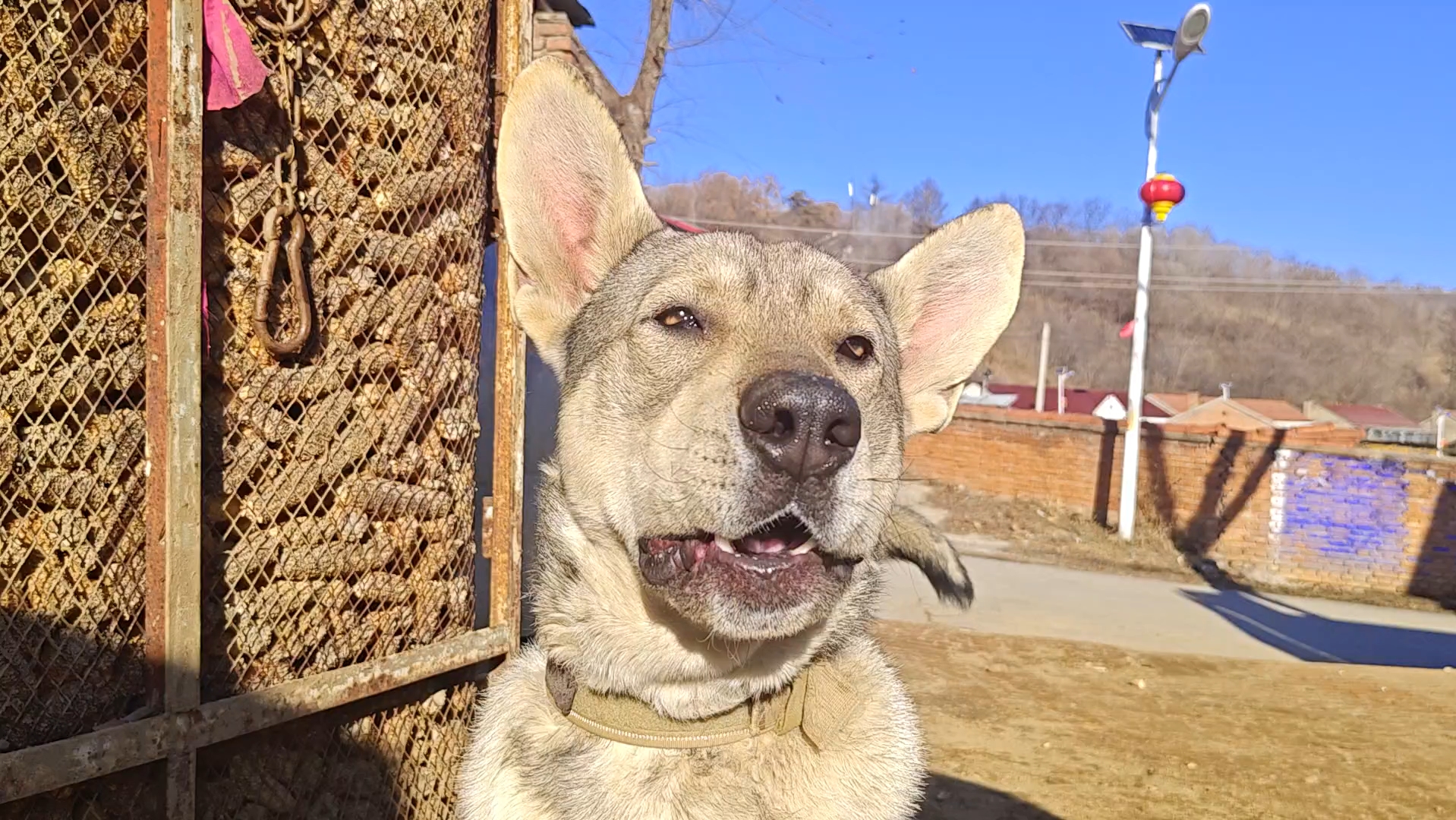 [图]🐶狼嚎般的狗叫：感受狗狗的愤怒