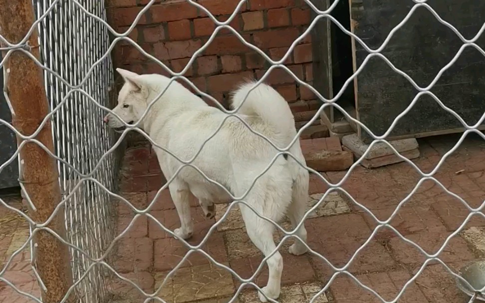 朝鲜丰山犬图片